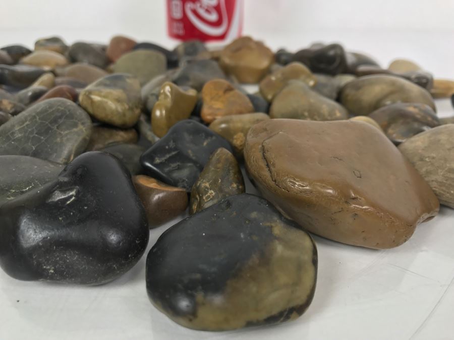 Large Collection Of Dinosaur Gizzard Stones Gastroliths From Princeton PhD Geologist 3.8Lbs [Photo 21]