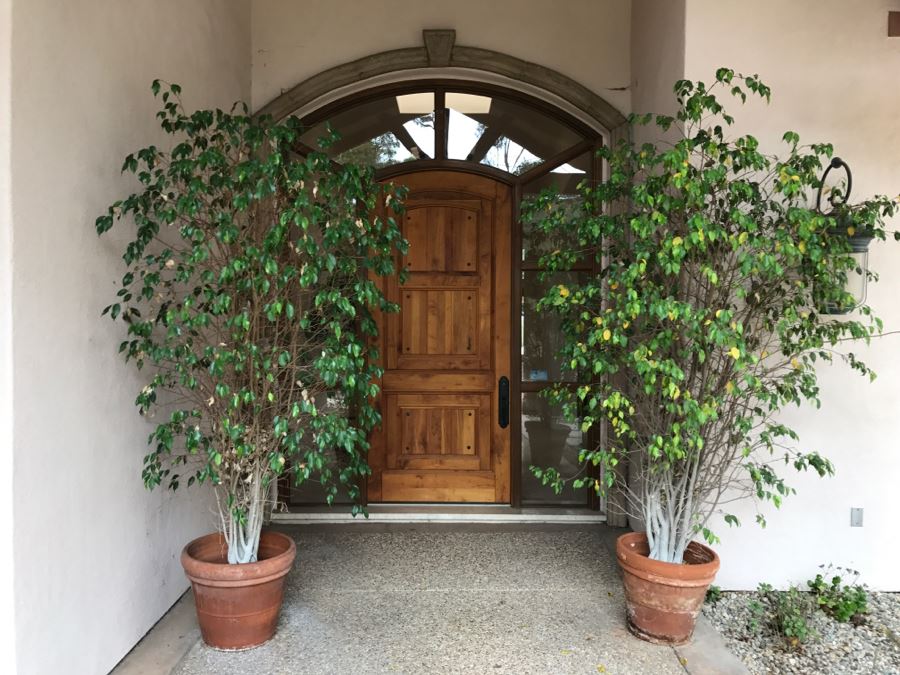 Pair Of Large Potted Ficus Trees