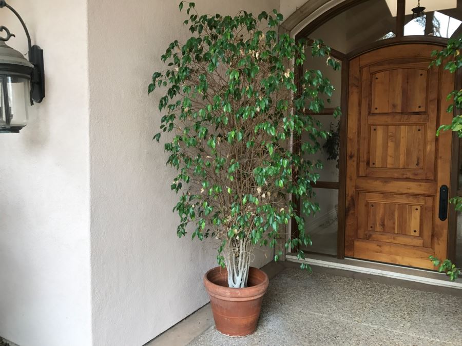 Pair Of Large Potted Ficus Trees