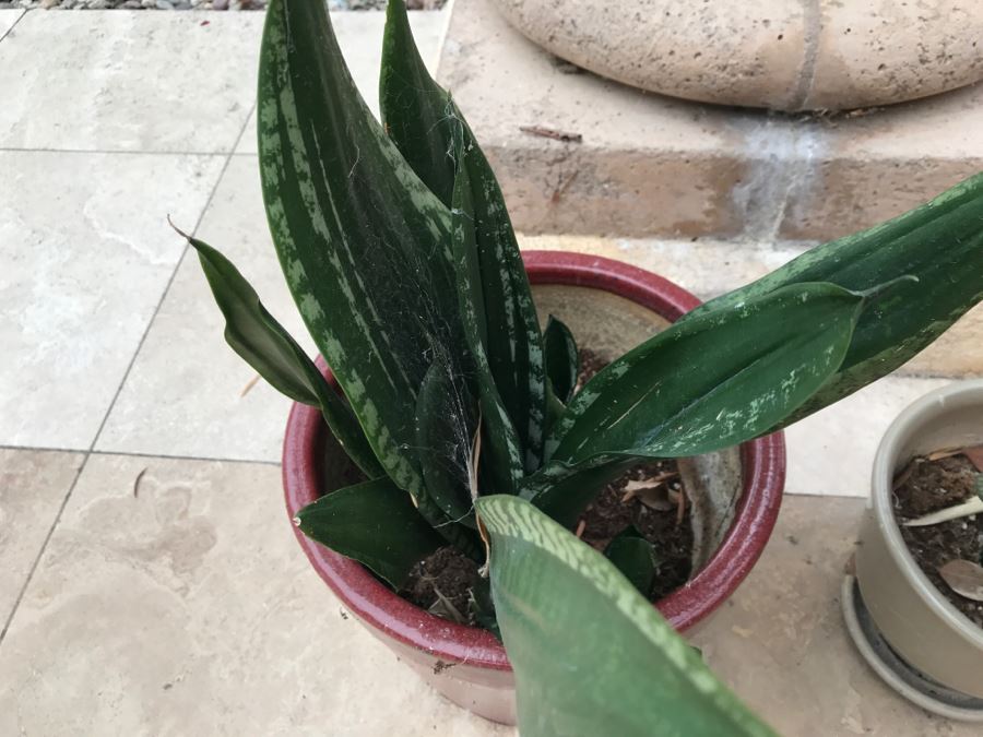 Pair Of Potted Plants [Photo 3]