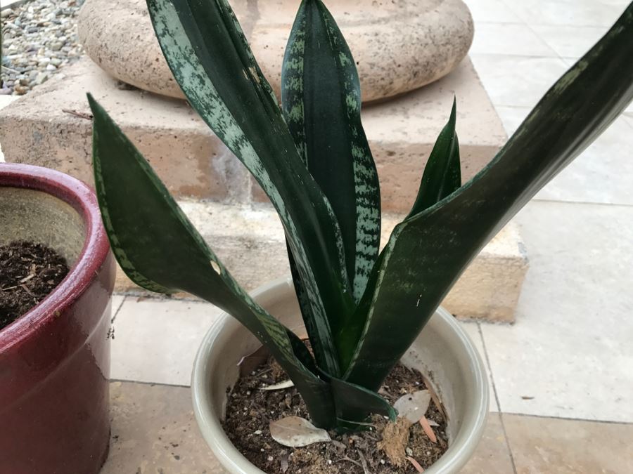 Pair Of Potted Plants [Photo 6]