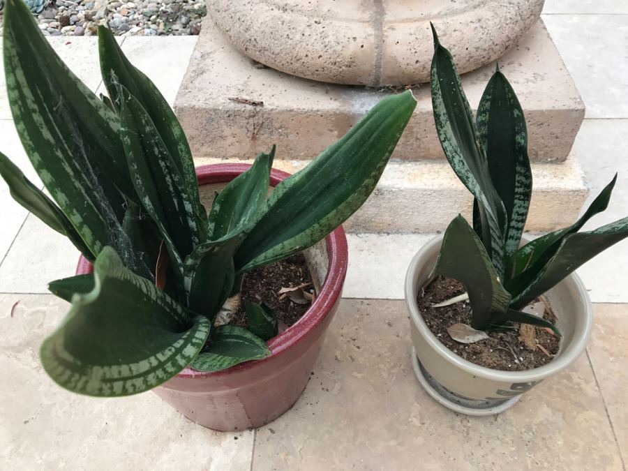 Pair Of Potted Plants [Photo 2]