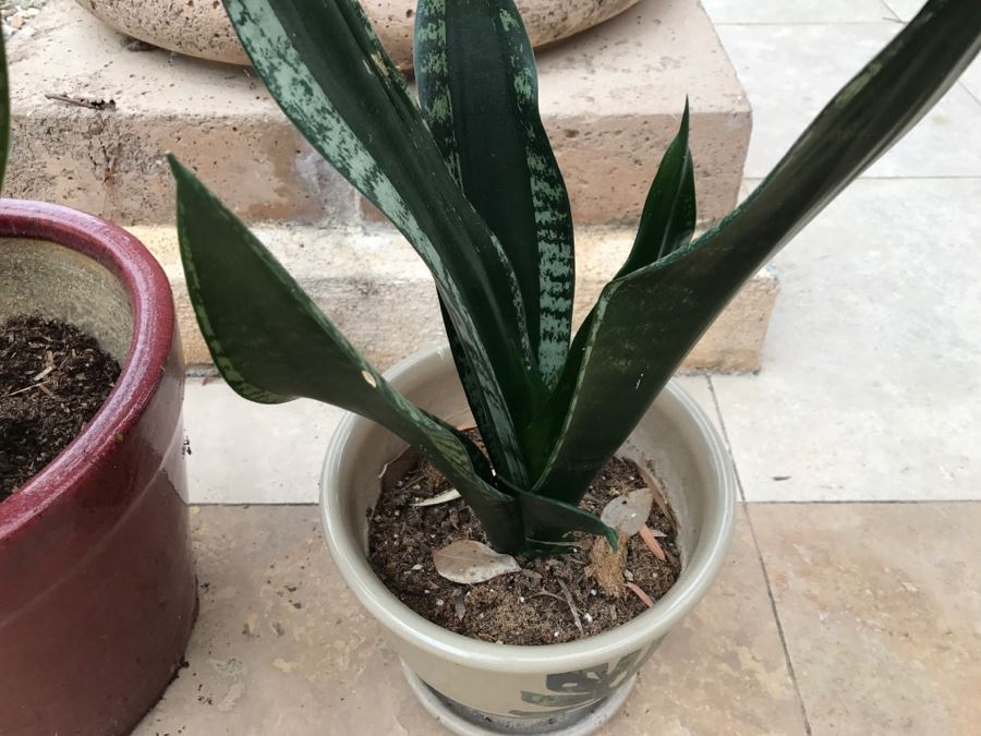 Pair Of Potted Plants [Photo 4]