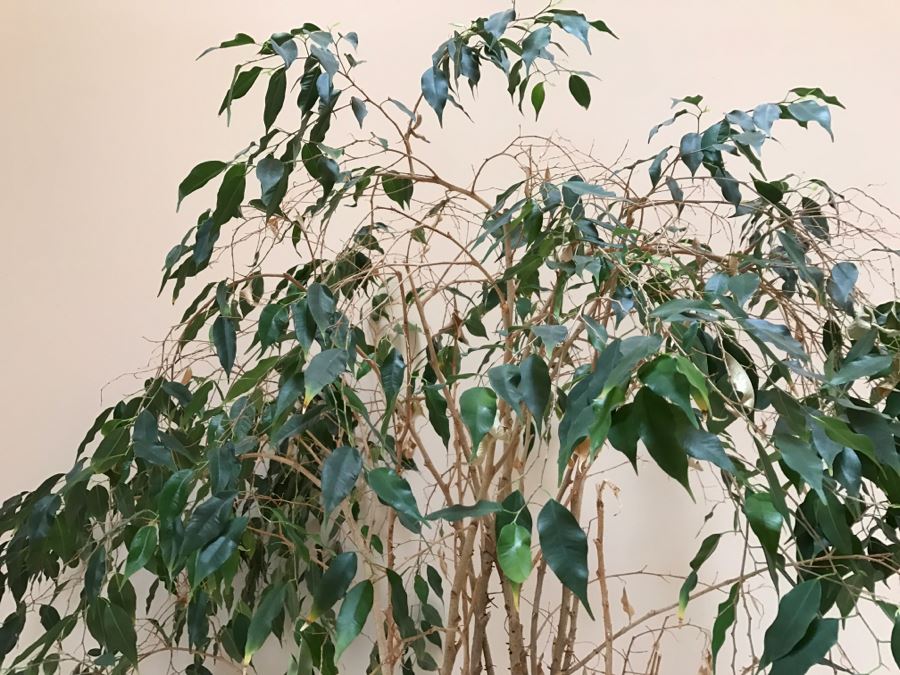 Indoor Potted Ficus Tree And Garden Ornament Gatco Plant Pot Retailed At $99.99 [Photo 6]