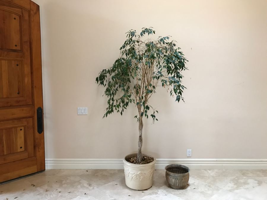 Indoor Potted Ficus Tree And Garden Ornament Gatco Plant Pot Retailed At $99.99 [Photo 2]