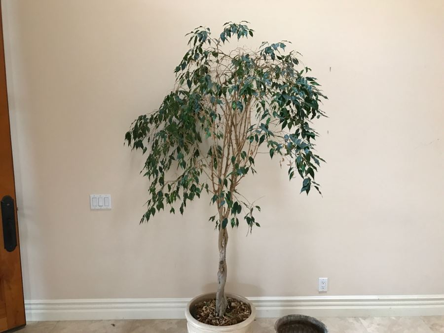 Indoor Potted Ficus Tree And Garden Ornament Gatco Plant Pot Retailed At $99.99 [Photo 3]