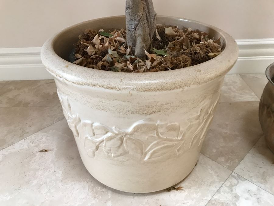 Indoor Potted Ficus Tree And Garden Ornament Gatco Plant Pot Retailed At $99.99 [Photo 7]