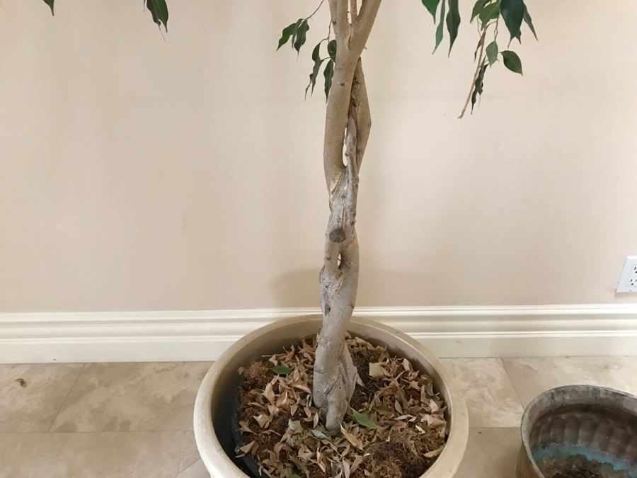 Indoor Potted Ficus Tree And Garden Ornament Gatco Plant Pot Retailed At $99.99 [Photo 5]