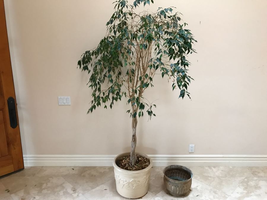 Indoor Potted Ficus Tree And Garden Ornament Gatco Plant Pot Retailed At $99.99 [Photo 4]
