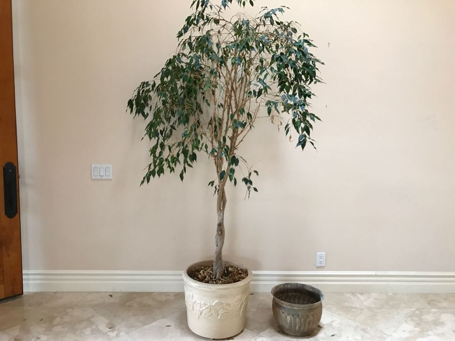 Indoor Potted Ficus Tree And Garden Ornament Gatco Plant Pot Retailed At $99.99