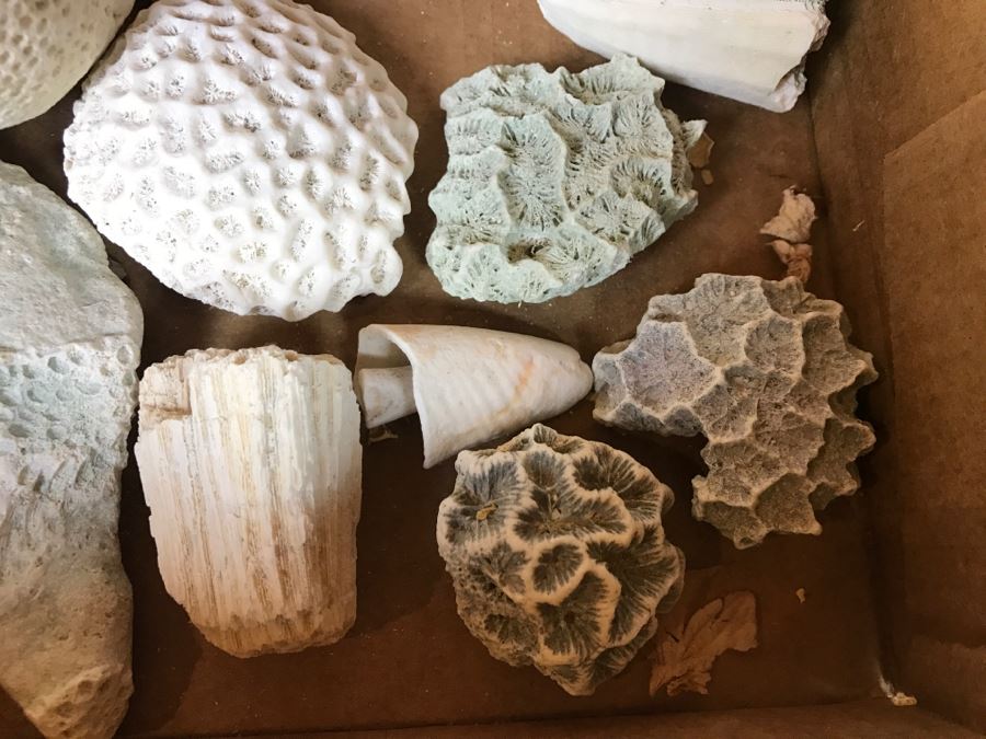 Collection Of Various Corals And Shells [Photo 14]