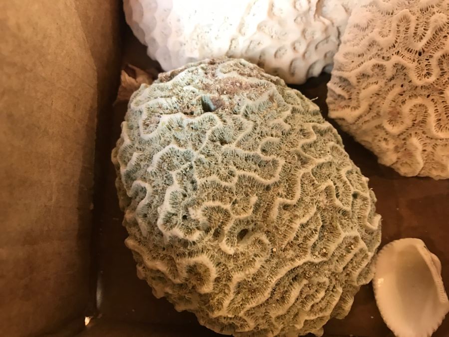 Collection Of Various Corals And Shells [Photo 2]