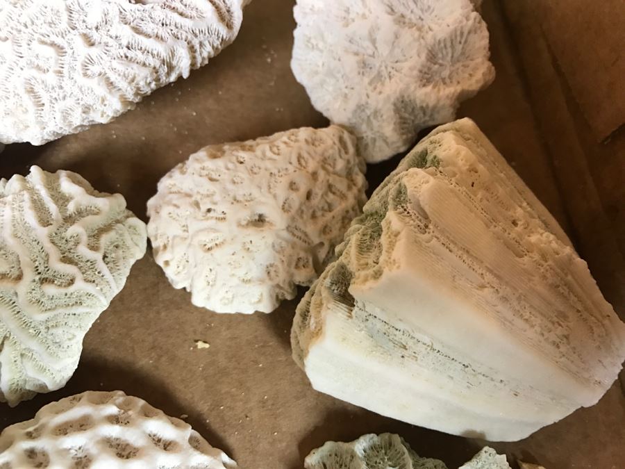 Collection Of Various Corals And Shells [Photo 10]