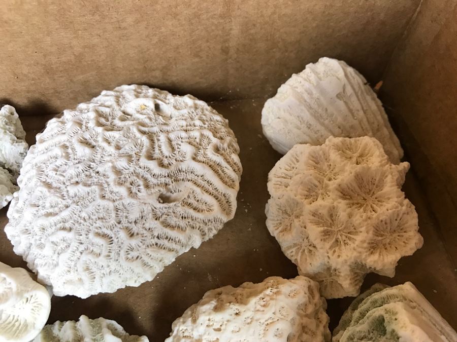 Collection Of Various Corals And Shells [Photo 9]
