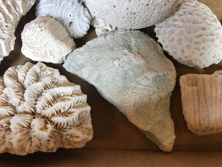 Collection Of Various Corals And Shells [Photo 13]