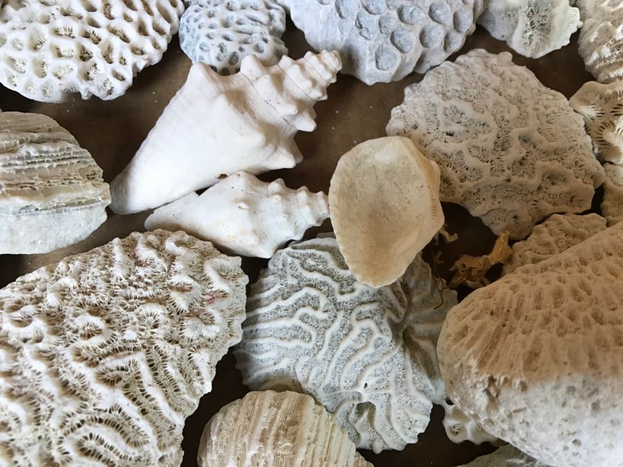 Collection Of Various Corals And Shells [Photo 12]