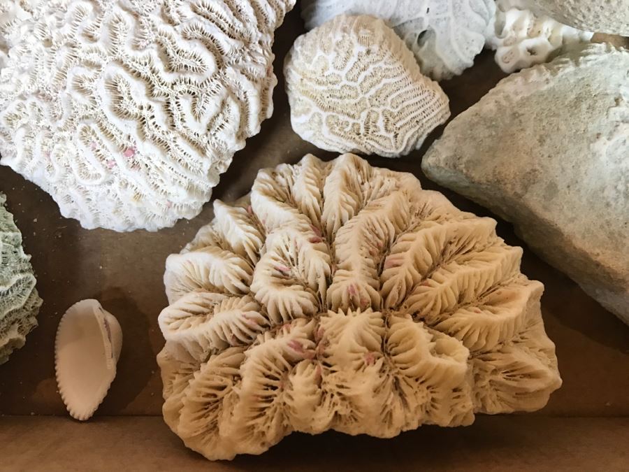 Collection Of Various Corals And Shells [Photo 4]