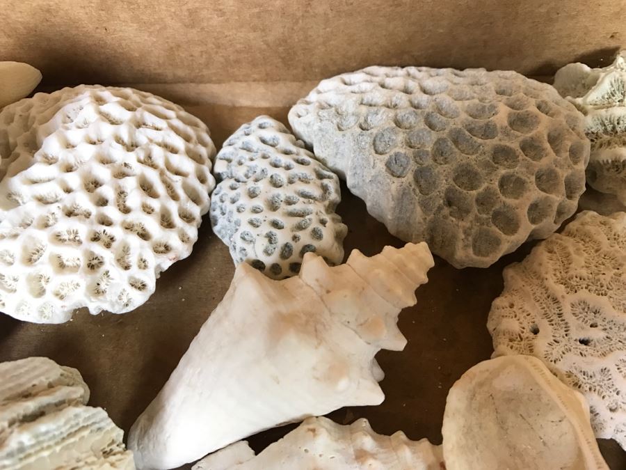 Collection Of Various Corals And Shells [Photo 7]