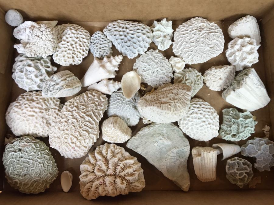 Collection Of Various Corals And Shells [Photo 1]