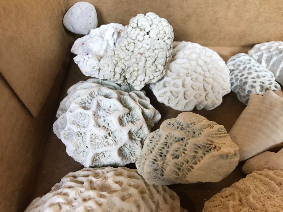 Collection Of Various Corals And Shells [Photo 5]
