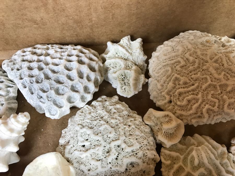 Collection Of Various Corals And Shells [Photo 8]