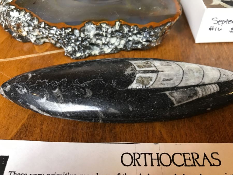 Collection Of Various Fossils And Stones Including An Orthoceras 400,000,000 Year Old Fossil - See All Photos [Photo 4]