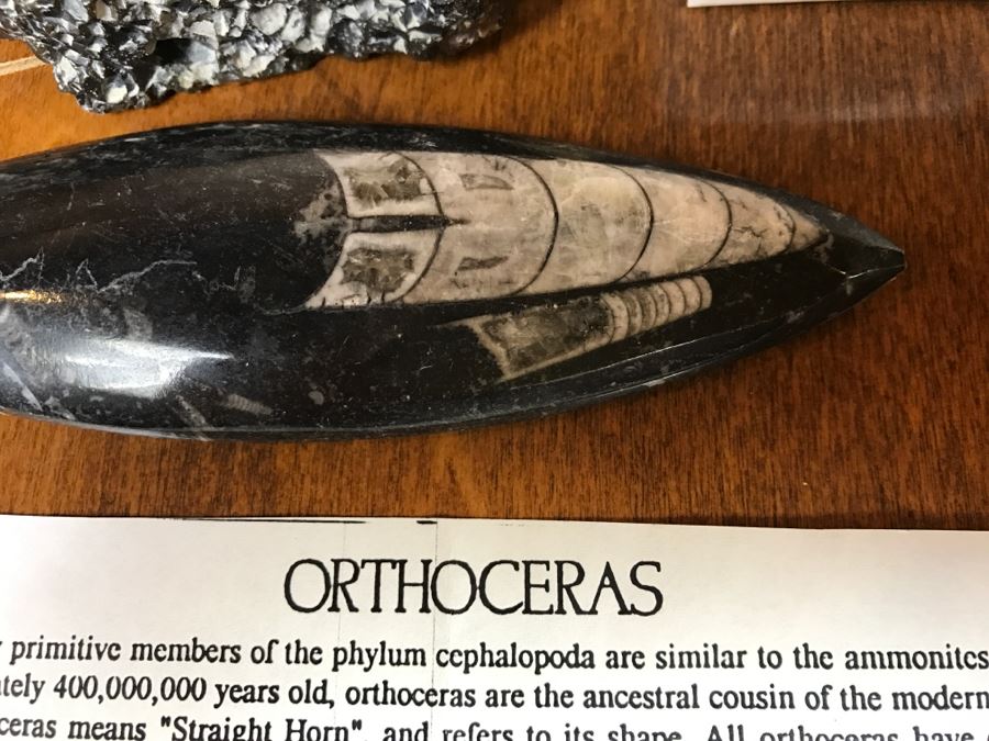 Collection Of Various Fossils And Stones Including An Orthoceras 400,000,000 Year Old Fossil - See All Photos [Photo 5]