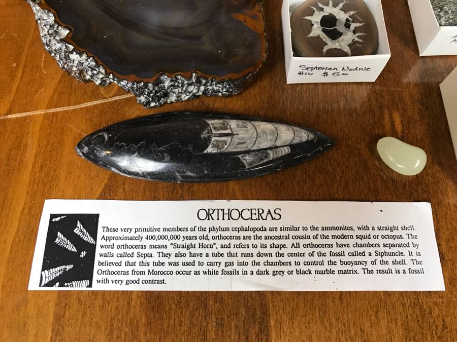 Collection Of Various Fossils And Stones Including An Orthoceras 400,000,000 Year Old Fossil - See All Photos [Photo 3]