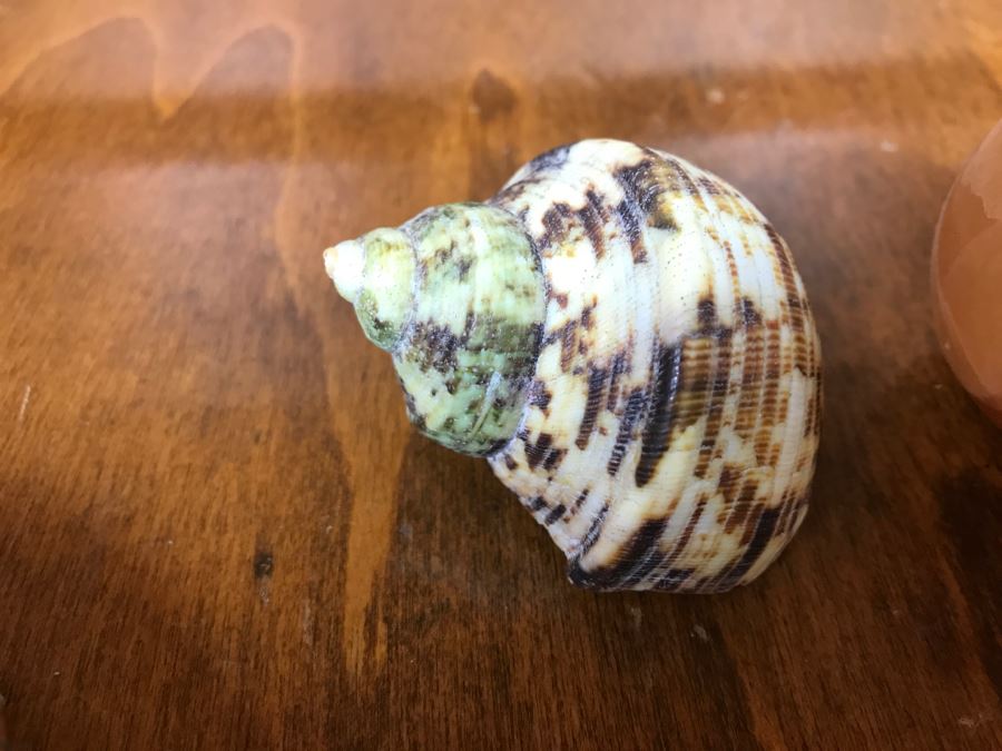 Collection Of Various Fossils And Stones Including An Orthoceras 400,000,000 Year Old Fossil - See All Photos [Photo 15]