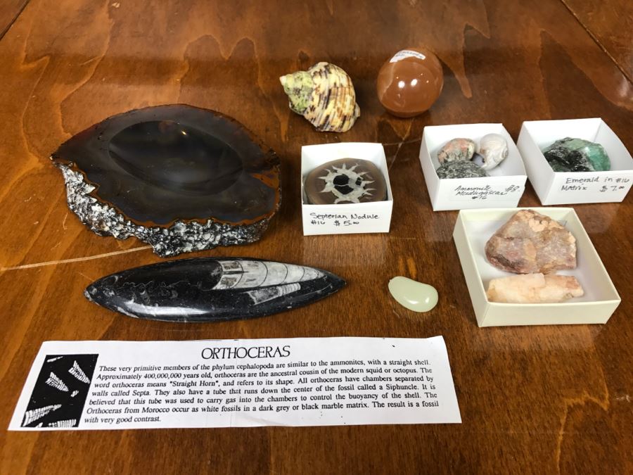 Collection Of Various Fossils And Stones Including An Orthoceras 400,000,000 Year Old Fossil - See All Photos [Photo 2]