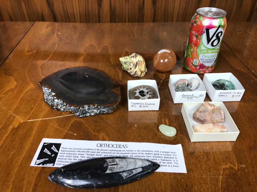 Collection Of Various Fossils And Stones Including An Orthoceras 400,000,000 Year Old Fossil - See All Photos [Photo 16]