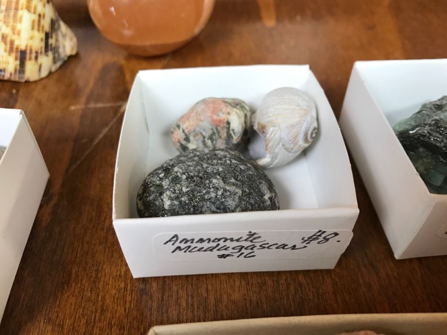 Collection Of Various Fossils And Stones Including An Orthoceras 400,000,000 Year Old Fossil - See All Photos [Photo 9]