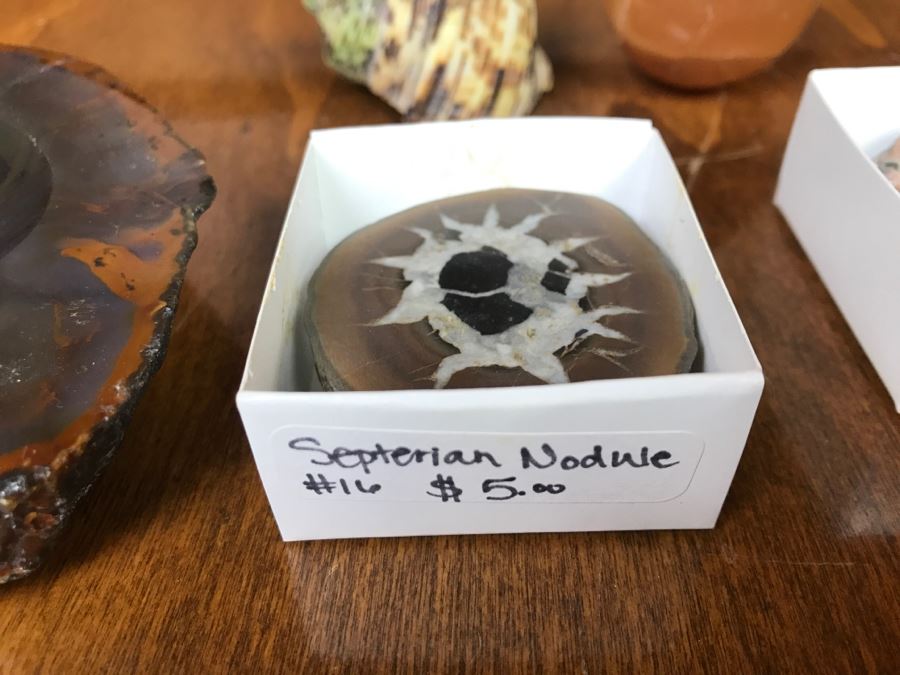 Collection Of Various Fossils And Stones Including An Orthoceras 400,000,000 Year Old Fossil - See All Photos [Photo 8]