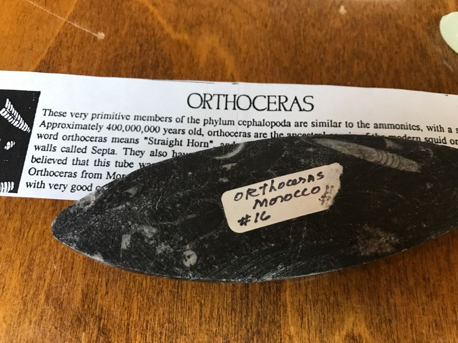 Collection Of Various Fossils And Stones Including An Orthoceras 400,000,000 Year Old Fossil - See All Photos [Photo 7]