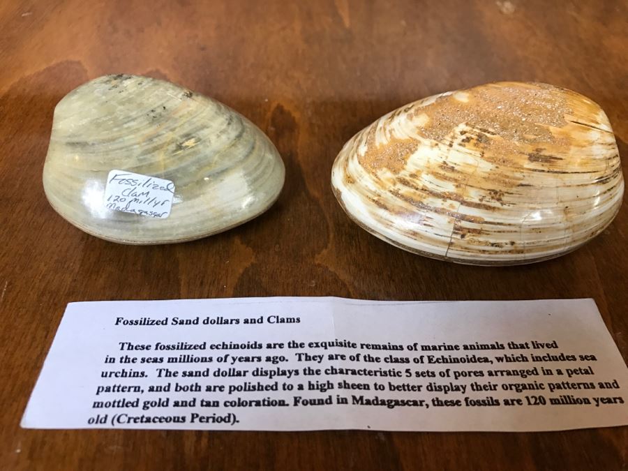 Pair Of Fossilized Clams Off Madagascar Over 120 Million Years Old Cretaceous Period [Photo 2]