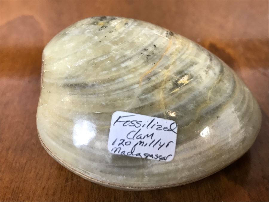 Pair Of Fossilized Clams Off Madagascar Over 120 Million Years Old Cretaceous Period [Photo 3]
