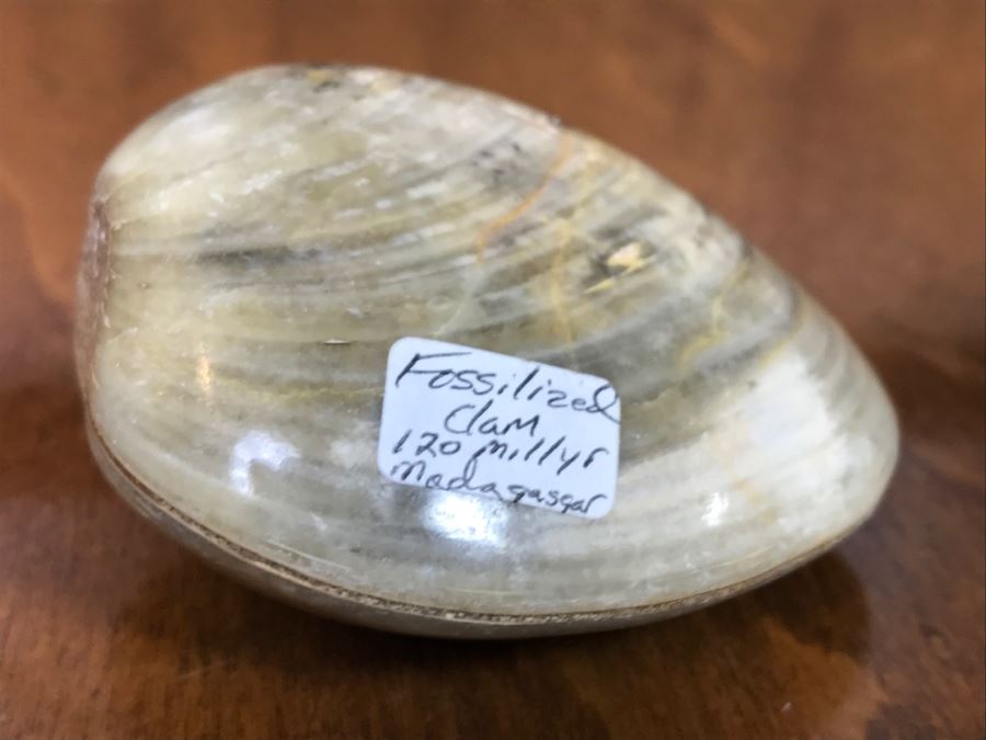 Pair Of Fossilized Clams Off Madagascar Over 120 Million Years Old Cretaceous Period [Photo 5]