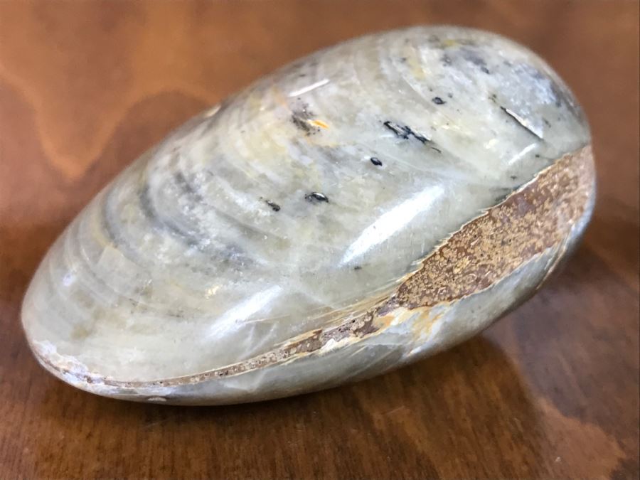 Pair Of Fossilized Clams Off Madagascar Over 120 Million Years Old ...