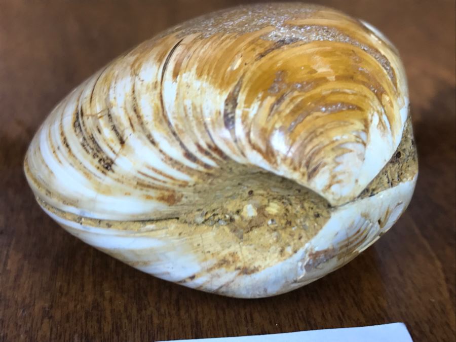 Pair Of Fossilized Clams Off Madagascar Over 120 Million Years Old Cretaceous Period [Photo 10]