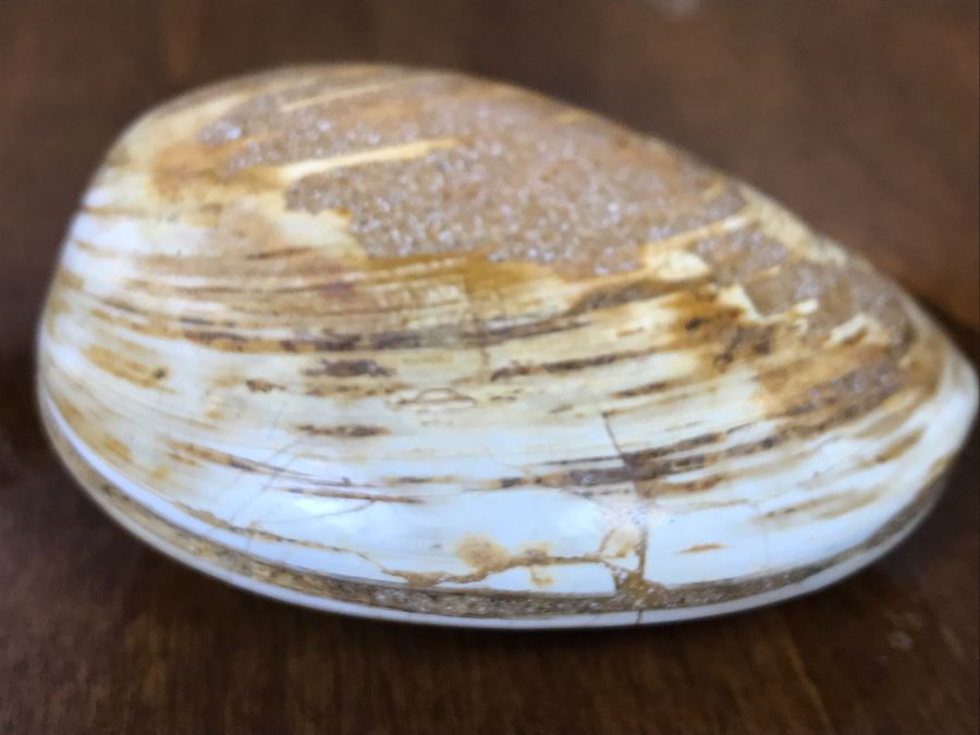 Pair Of Fossilized Clams Off Madagascar Over 120 Million Years Old Cretaceous Period [Photo 12]