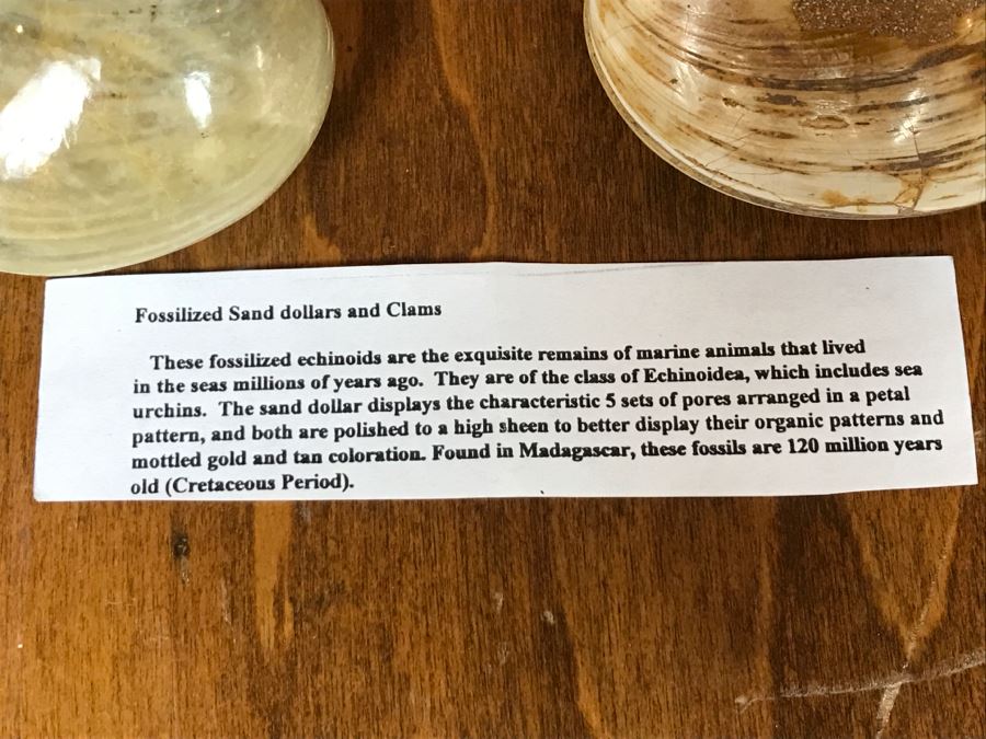 Pair Of Fossilized Clams Off Madagascar Over 120 Million Years Old Cretaceous Period [Photo 13]