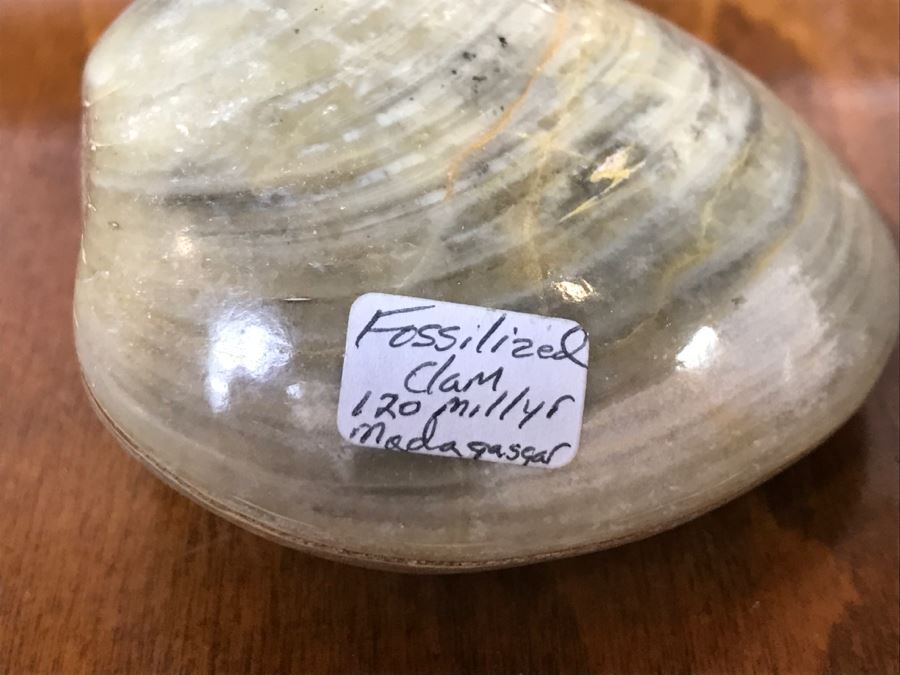 Pair Of Fossilized Clams Off Madagascar Over 120 Million Years Old Cretaceous Period [Photo 4]
