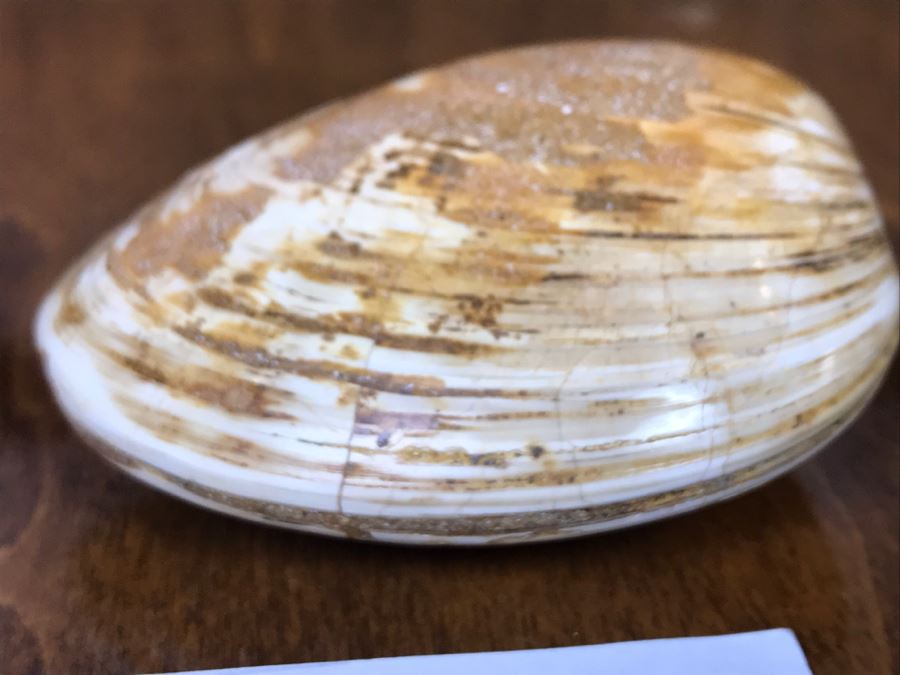 Pair Of Fossilized Clams Off Madagascar Over 120 Million Years Old Cretaceous Period [Photo 9]
