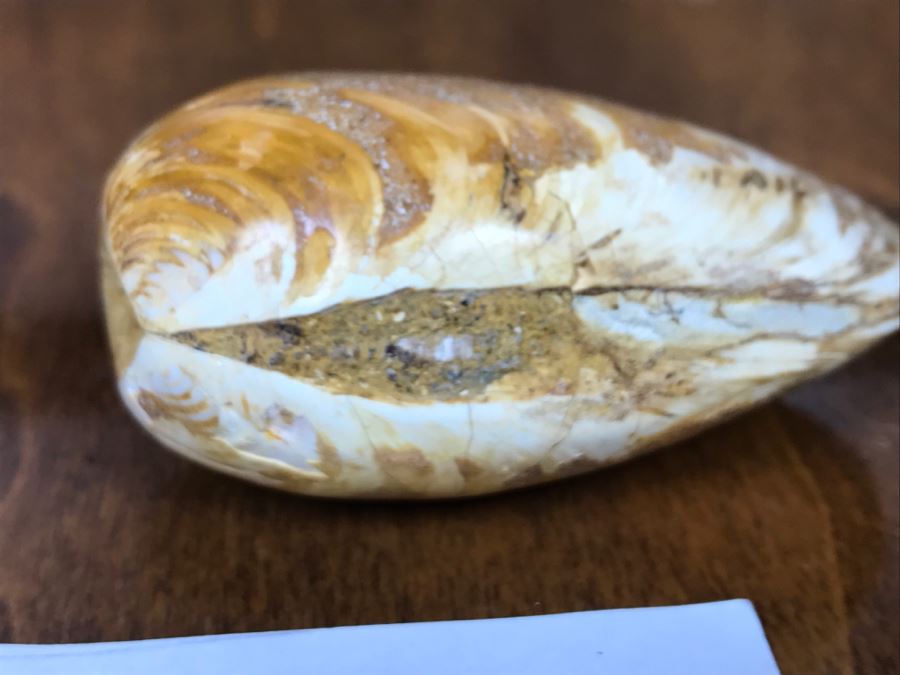 Pair Of Fossilized Clams Off Madagascar Over 120 Million Years Old Cretaceous Period [Photo 11]