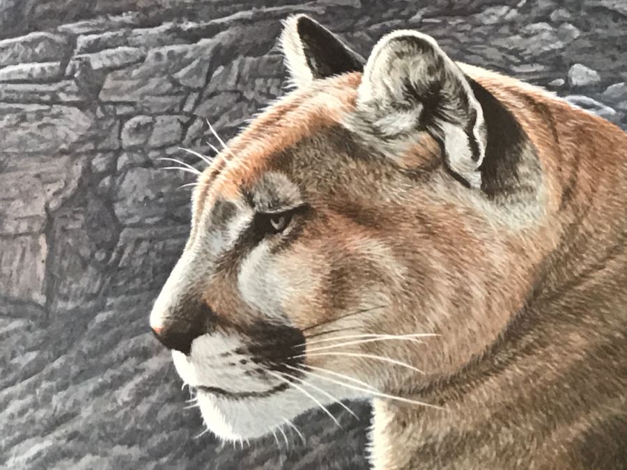 JUST ADDED - Vintage 1986 Hand Signed Limited Edition Print Titled 'Rimrock - Cougar' Mountain Lion By Ron Parker 134 Of 950 [Photo 12]