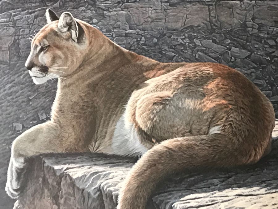 JUST ADDED - Vintage 1986 Hand Signed Limited Edition Print Titled 'Rimrock - Cougar' Mountain Lion By Ron Parker 134 Of 950 [Photo 5]