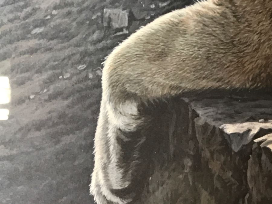 JUST ADDED - Vintage 1986 Hand Signed Limited Edition Print Titled 'Rimrock - Cougar' Mountain Lion By Ron Parker 134 Of 950 [Photo 7]