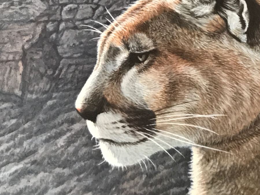 JUST ADDED - Vintage 1986 Hand Signed Limited Edition Print Titled 'Rimrock - Cougar' Mountain Lion By Ron Parker 134 Of 950 [Photo 13]