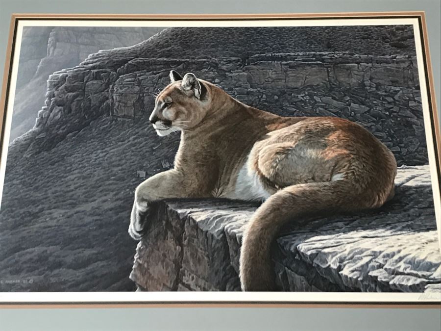 JUST ADDED - Vintage 1986 Hand Signed Limited Edition Print Titled 'Rimrock - Cougar' Mountain Lion By Ron Parker 134 Of 950