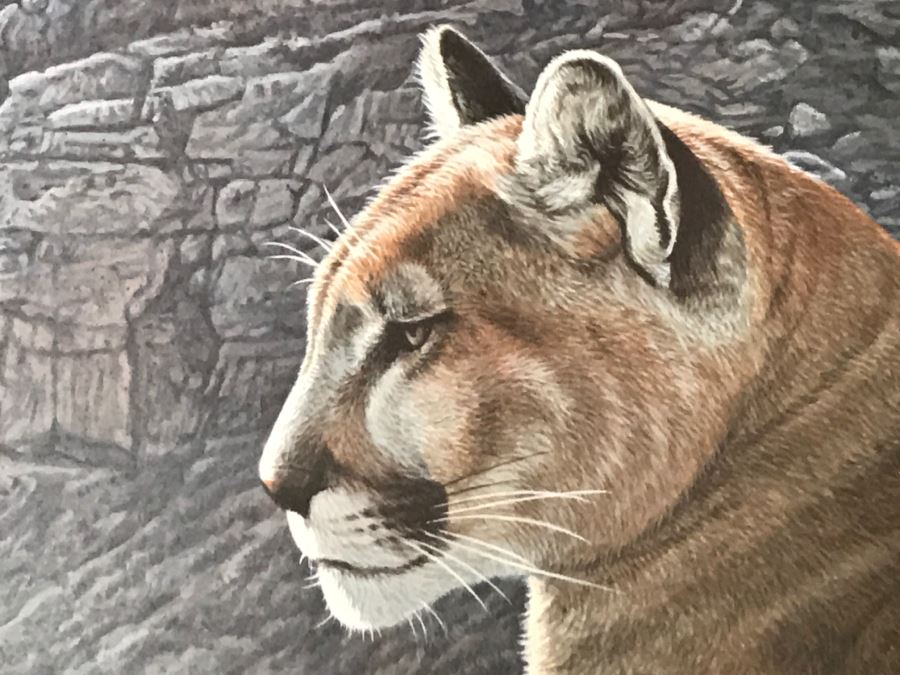 JUST ADDED - Vintage 1986 Hand Signed Limited Edition Print Titled 'Rimrock - Cougar' Mountain Lion By Ron Parker 134 Of 950 [Photo 6]
